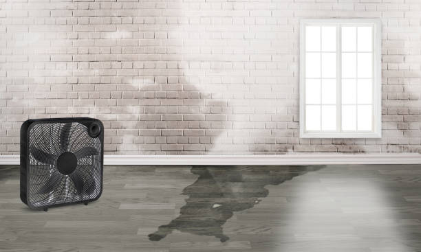 Best Professional water damage repair  in Marysville, CA